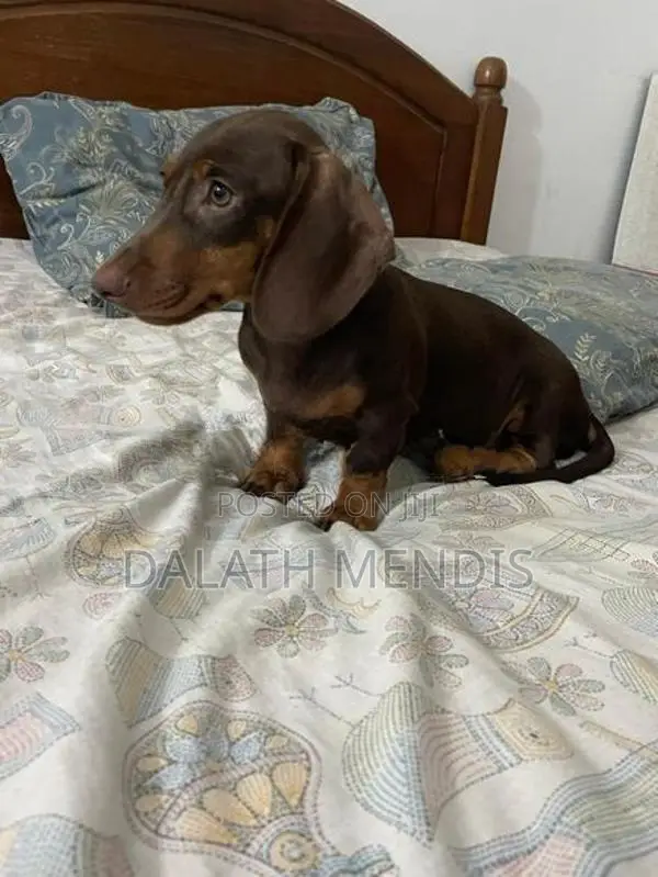 Dashound Puppy