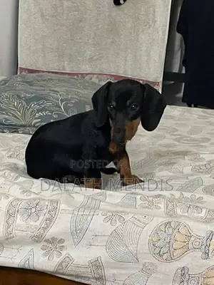 Dashound Puppy
