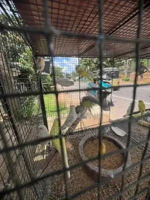 Love Birds