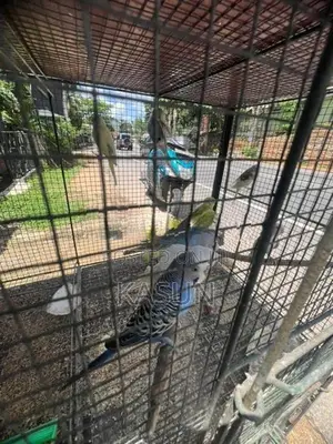 Love Birds