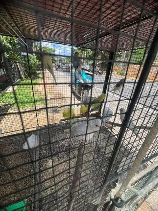 Love Birds