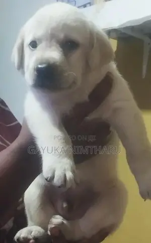 Labrador Puppy