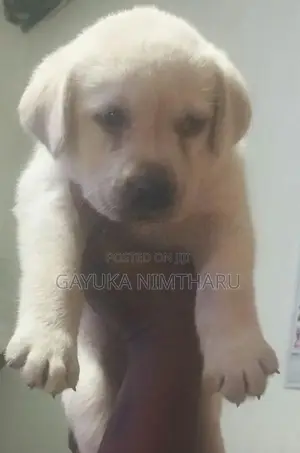 Labrador Puppy