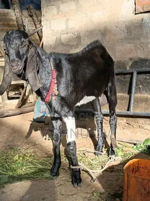 Kidai Adu