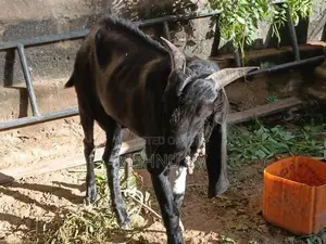 Kidai Adu