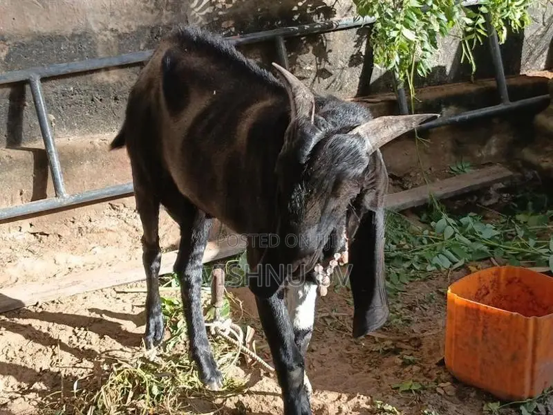 Kidai Adu
