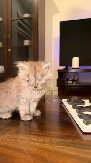 Persian Kittens