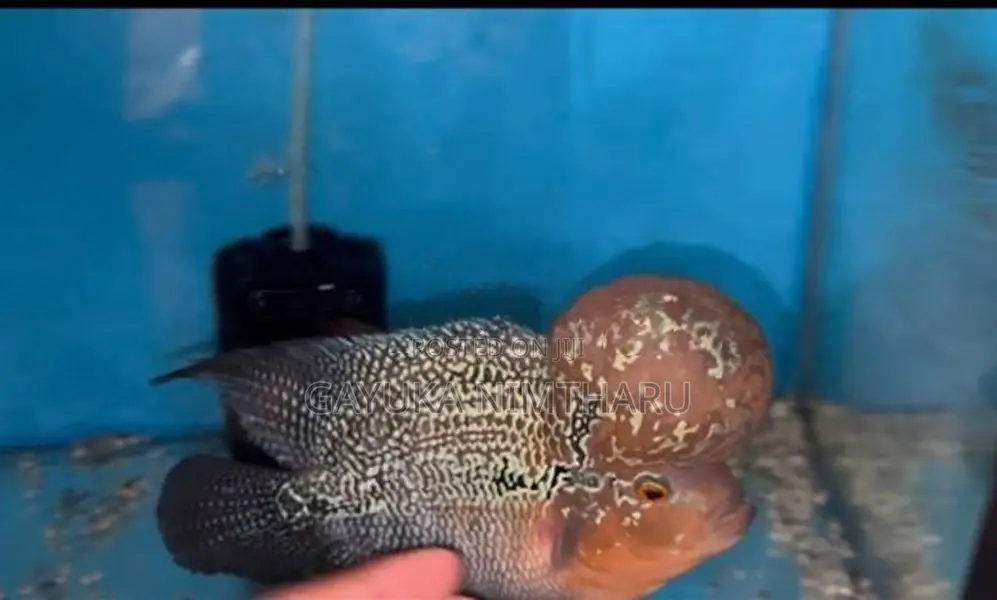 Flower Horn Fish