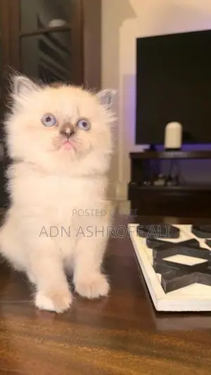 Persian Kittens