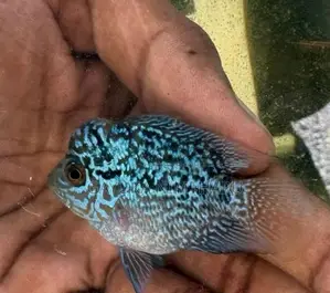 Flower Horn Fish