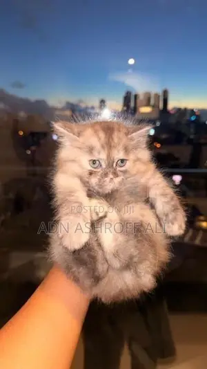 Persian Kittens