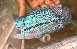 Flower Horn Fish