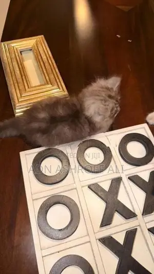 Persian Kittens