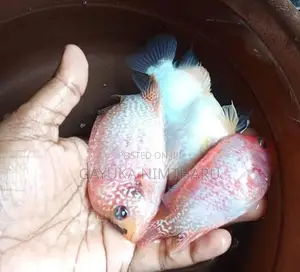 Flower Horn Fish