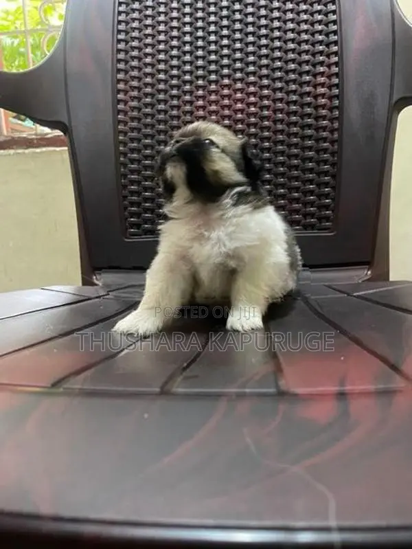 Prapso Shih Tzu Puppies
