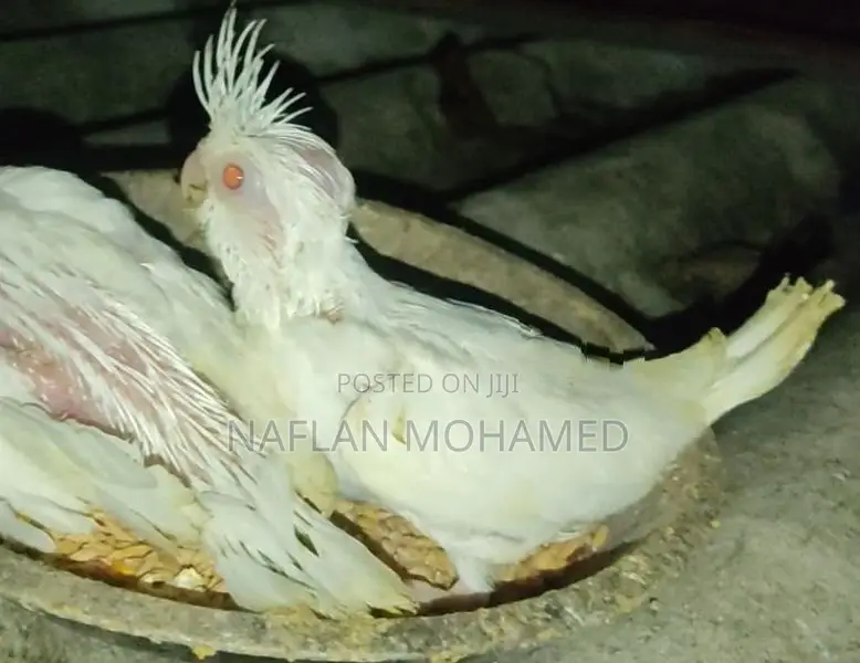 Albino Chicks