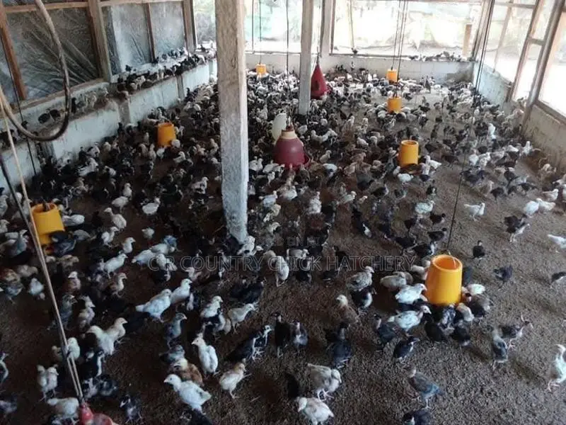 කුකූල් පැටවු