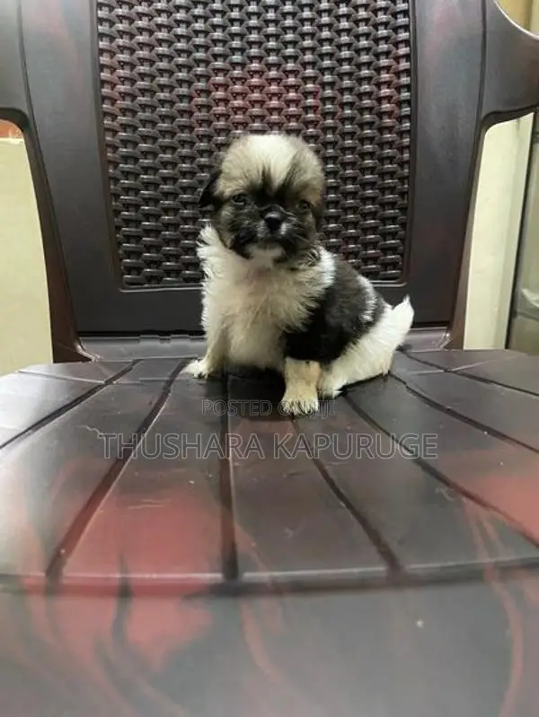 Prapso Shih Tzu Puppies