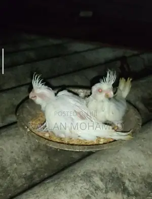 Albino Chicks