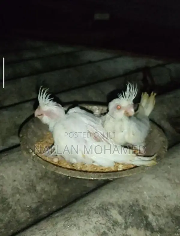 Albino Chicks