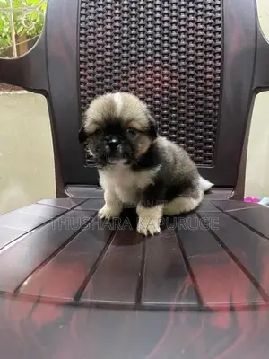 Prapso Shih Tzu Puppies