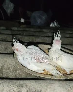 Albino Chicks