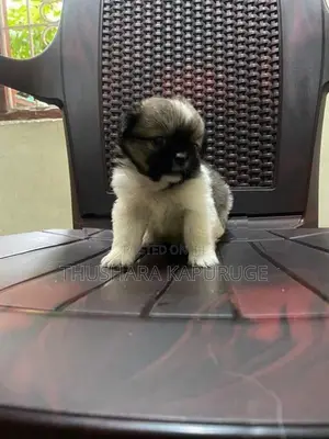 Prapso Shih Tzu Puppies