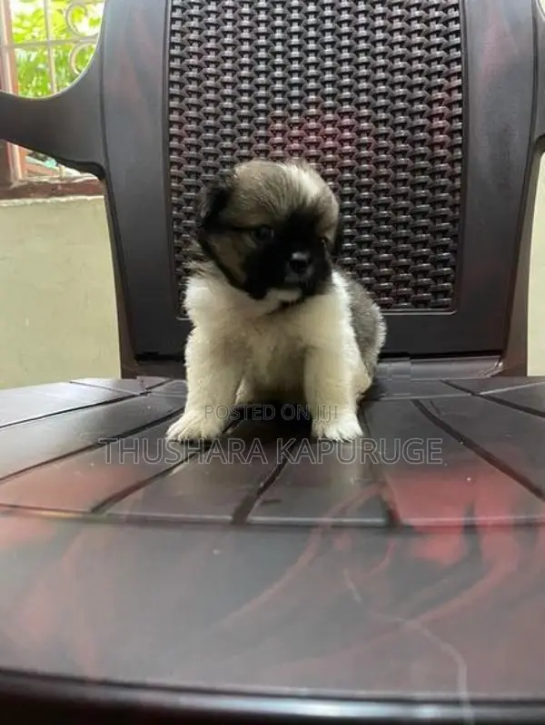 Prapso Shih Tzu Puppies
