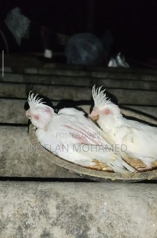 Albino Chicks
