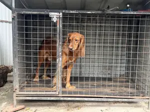 6-12 months Male Purebred Cocker Spaniel