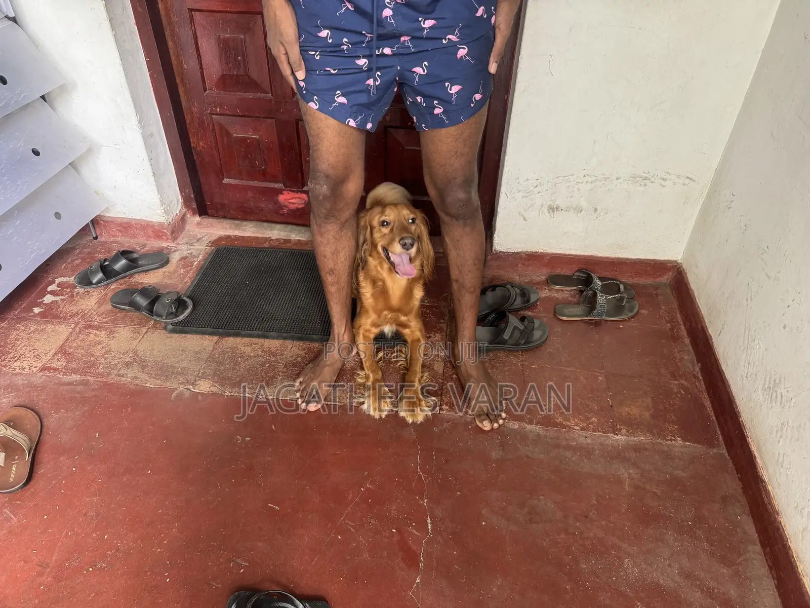 6-12 months Male Purebred Cocker Spaniel