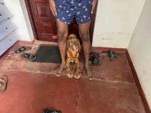 6-12 months Male Purebred Cocker Spaniel