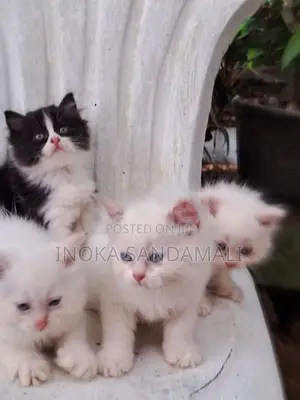 Persian Cat