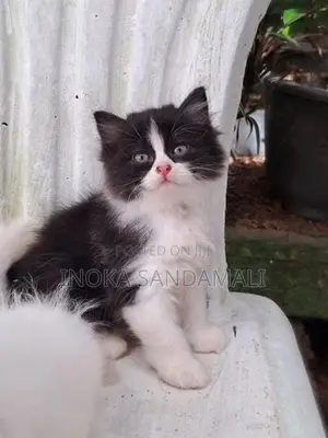 Persian Cat
