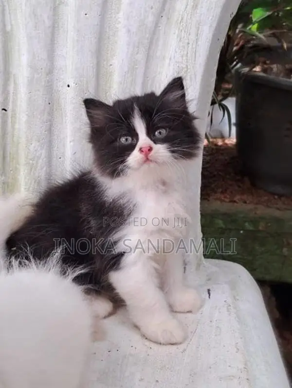 Persian Cat