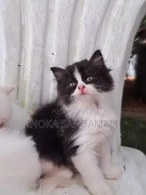 Persian Cat