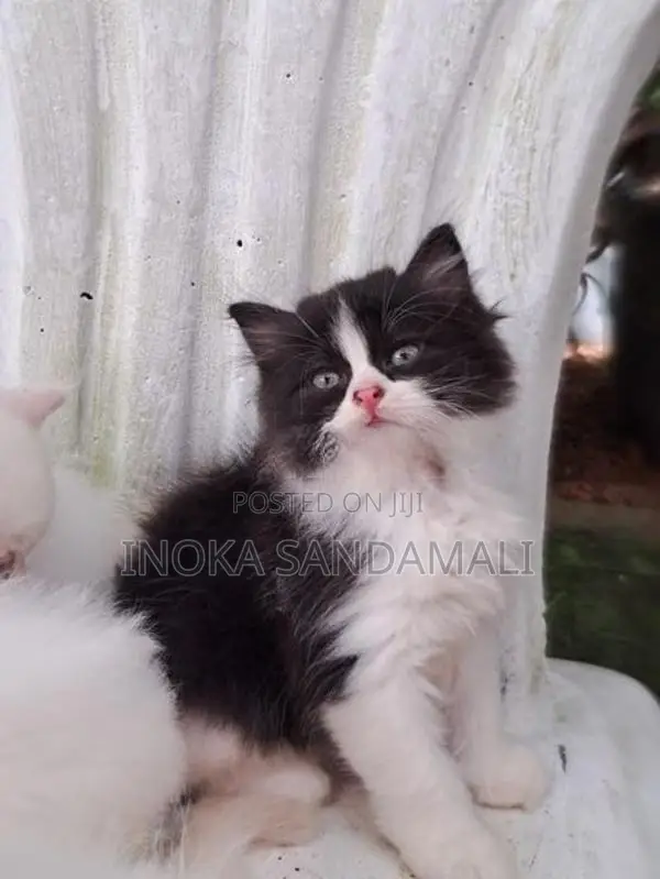 Persian Cat