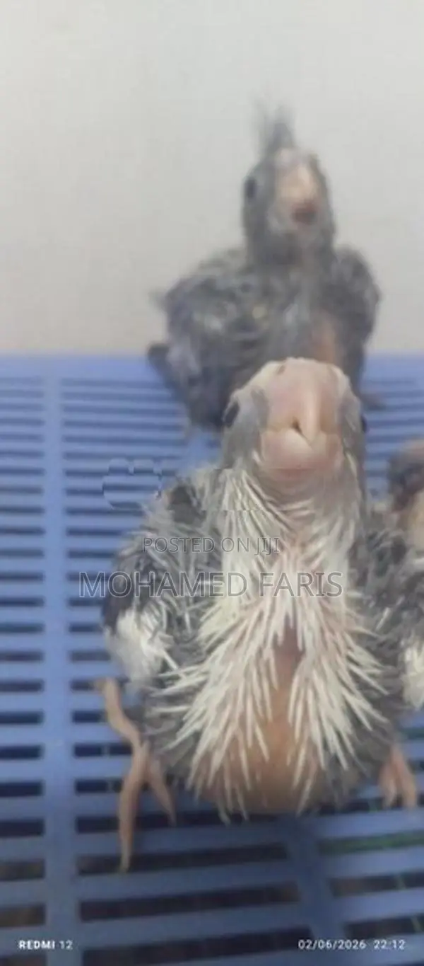 Cocktail Chick