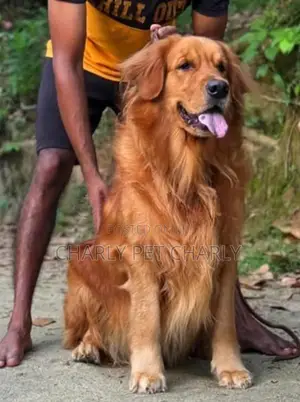 Golden Retriever Puppies