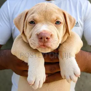 American Bully Puppies XL