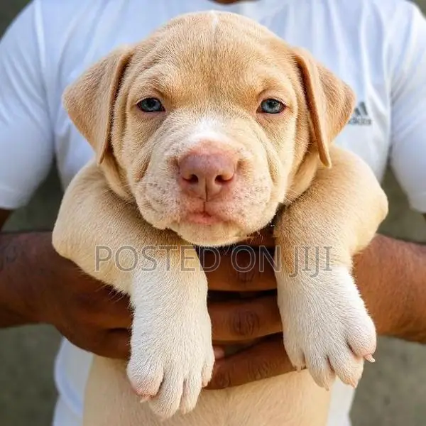 American Bully Puppies XL