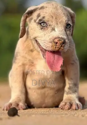 American Bully Puppies