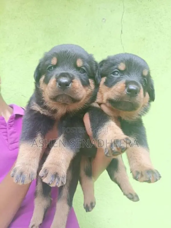 Rottweiler Puppies