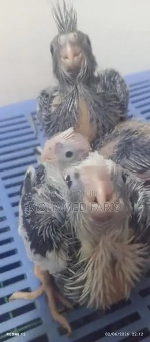 Cocktail Chick