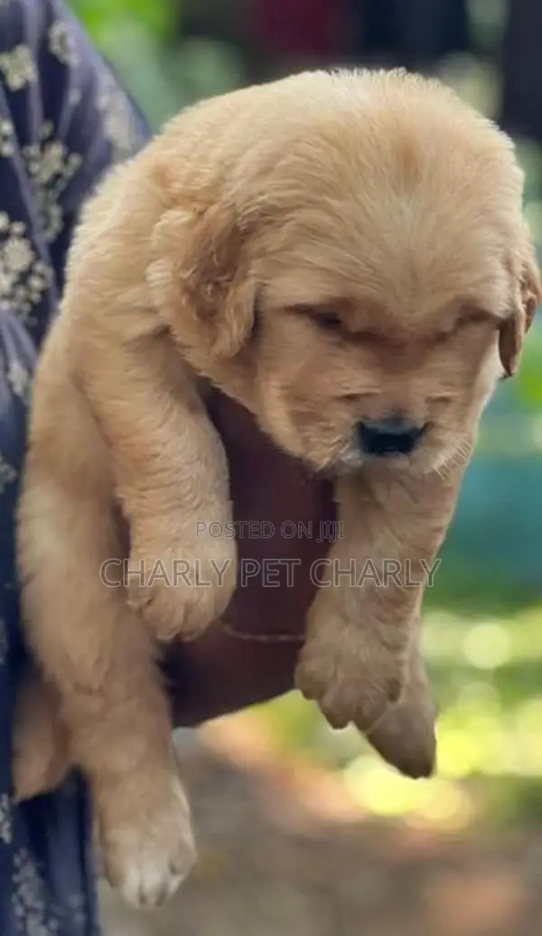 Golden Retriever Puppies