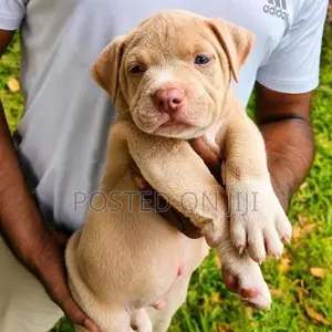 American Bully Puppies XL