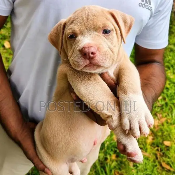 American Bully Puppies XL
