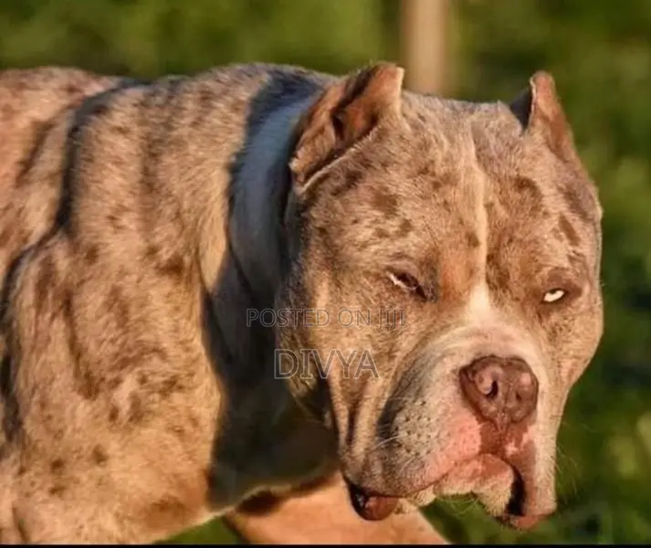 American Bully Puppies