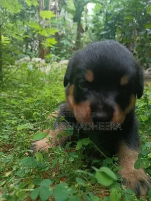 Rottweiler Puppies