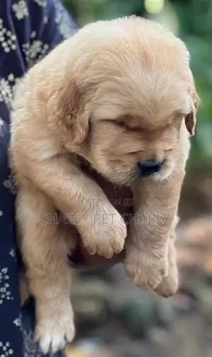 Golden Retriever Puppies